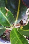 Photo0003