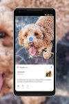 google_lens_dog_1.0 (1)